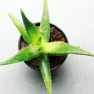 Aloe Vera Esansı