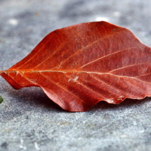 Amber Esansı