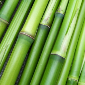 Bambu Esansı