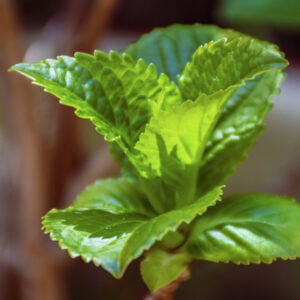 Cool Menthol Esansı