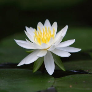 Lotus Çiçeği Esansı