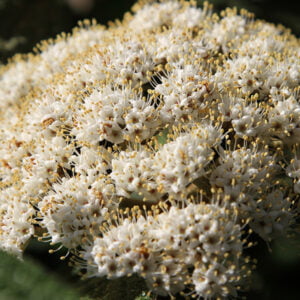 Misk Esansı